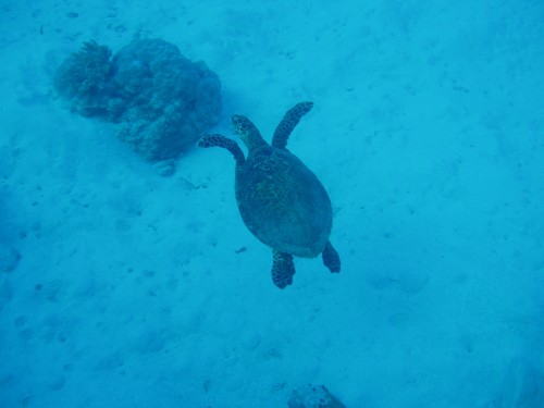 Een zeeschildpad