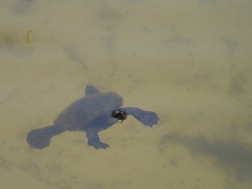 freshwater turtle