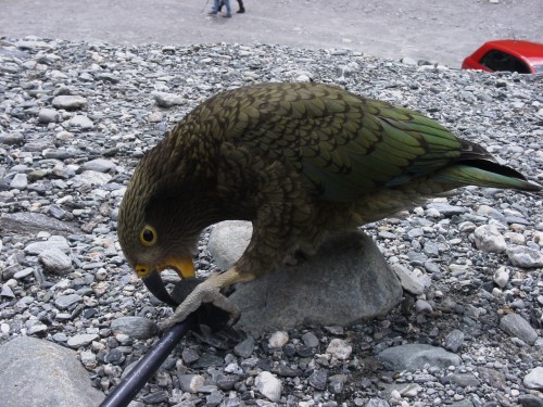 Kea's